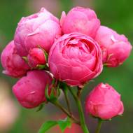 Троянда флорибунда Помпонелла